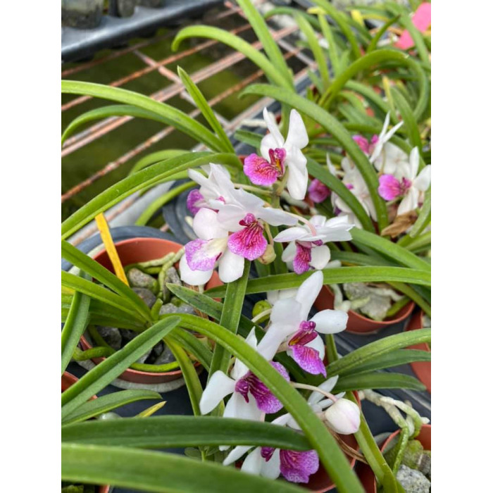 Holridestylis TLDC Shy Virgin