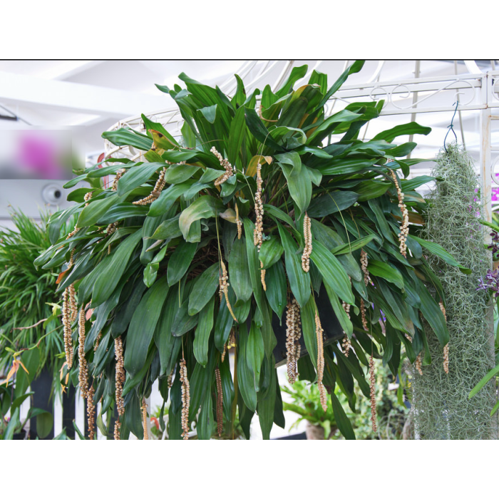 Coel. Imbricata (Coelogyne Imbricata)