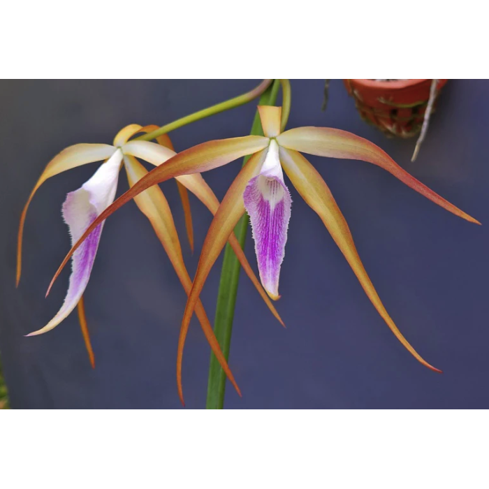 Каттлея (Brassocattleya Sunset Surprise)