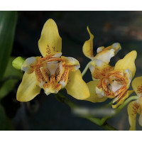 Phal. I-Hsin Samuel пелорик 1,7