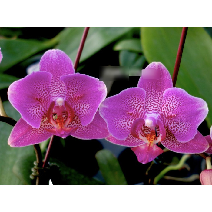 Фаленопсис (Chian Xen Sweet Valentine x Brother Sara Gold peloric1,7)