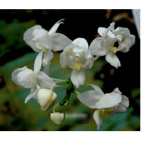 Phal. Equestris Alba бабочка