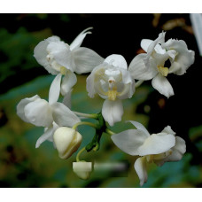 Phal. Equestris Alba бабочка