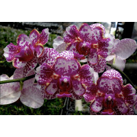 Phal. I-Hsin Sun Beauty 2025 метелик