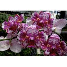 Phal. I-Hsin Sun Beauty 2025 метелик