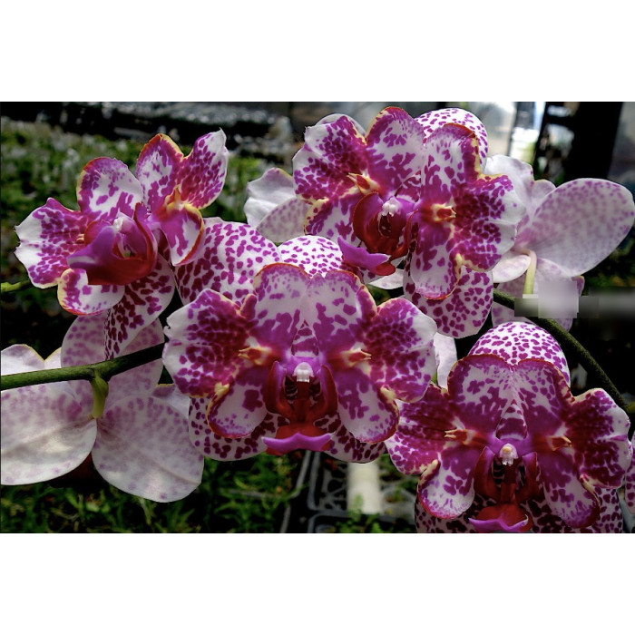 Фаленопсис (I-Hsin Sun Beauty 2025 peloric) 