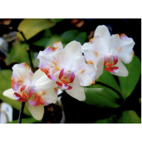 Phal. I-Hsin colorful runner метелик 1,7