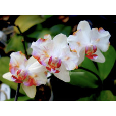 Phal. I-Hsin colorful runner метелик 1,7