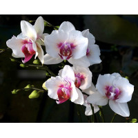 Phal. I-Hsin TEM0121C метелик