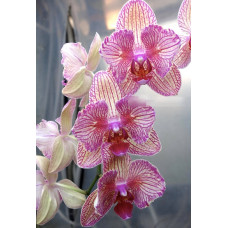 Phal. KV Beauty метелик 1,7
