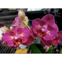 Phal. I-Hsin Tangerine Tree бабочка