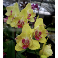 Phal. Fullers Sunset 2096 метелик 