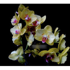 Phal. OX Golden Star метелик