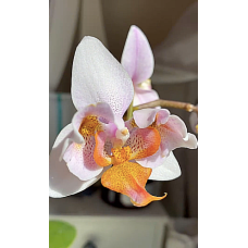 Phal. Liu's Rainbow x Lioulin yellow lip peloric