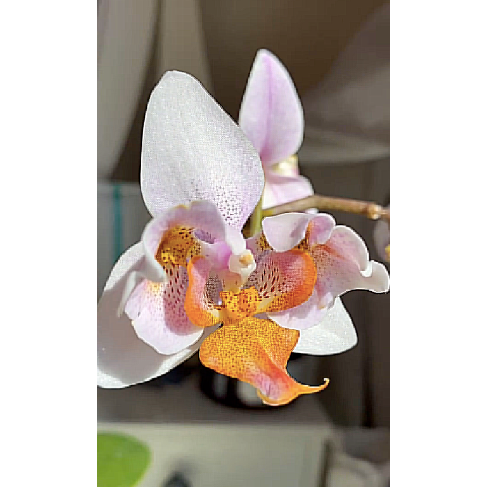 Фаленопсис (Phalaenopsis  Liu's Rainbow x Lioulin yellow lip peloric)