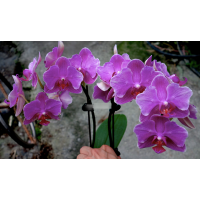 Phal. I-Hsin Red Shoes Lady бабочка Phal. I-Hsin Red Shoes Lady бабочка