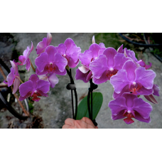 Phal. I-Hsin Red Shoes Lady бабочка