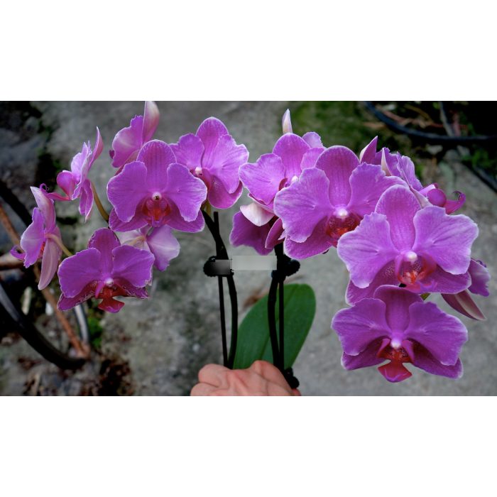 Фаленопсис (I-Hsin Red Shoes Lady бабочка) Фаленопсис (I-Hsin Red Shoes Lady бабочка)