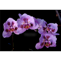 Phal. I-Hsin Banqiao бабочка