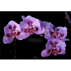 Phal. I-Hsin Banqiao бабочка