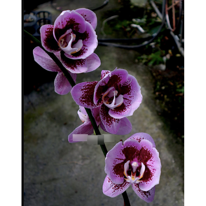 Фаленопсис (I-Hsin Banqiao KHM2423 peloric) 