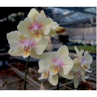 Phal. ISM1973 бабочка Phal. ISM1973 бабочка