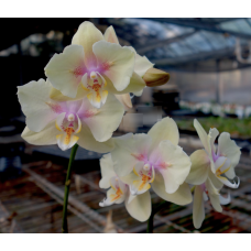 Phal. ISM1973 бабочка