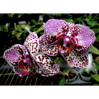 Phal. Lioulin Wild Cat метелик