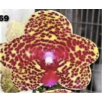 Phal. Wild Stars Phal. Wild Stars