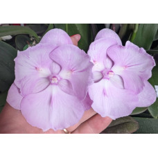 Phal. Pink Queen биг лип бабочка 