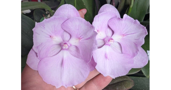 Орхiдея Phal. Pink Queen біг ліп метелик - купити, доставка Україна