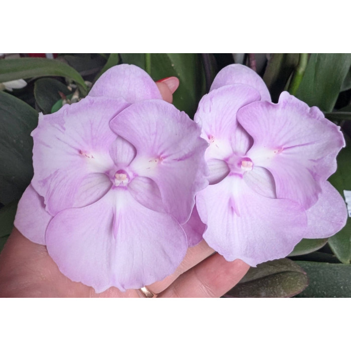 Фаленопсис (Phalaenopsis Pink Queen биг лип бабочка)