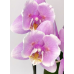 Фаленопсис (Pink Heart метелик)