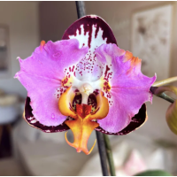 Phal. Fangmei Black Piano бабочка 1,7