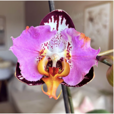 Phal. Fangmei Black Piano бабочка 1,7