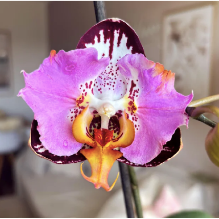 Фаленопсис Фангмей Блэк Пиано (Fangmei Black Piano бабочка)