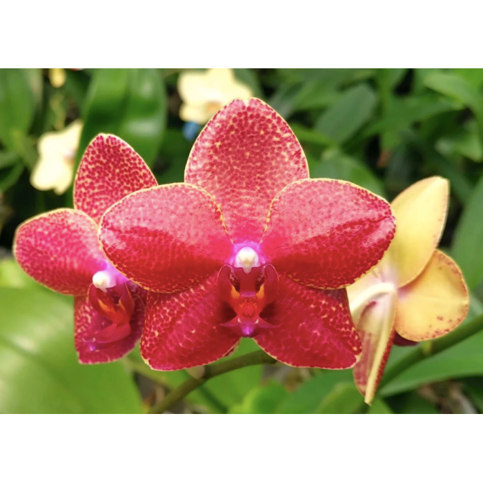 Фаленопсис Сан Фловер (Sun Flower)