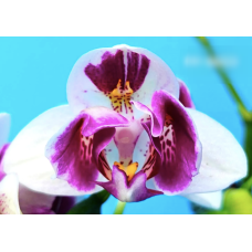 Phal. Witch Gem peloric Phal. Witch Gem peloric