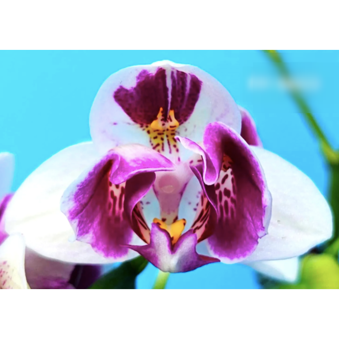 Фаленопсис (Witch Gem peloric) Фаленопсис (Witch Gem peloric)