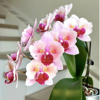 Phal. Cherry Blossom бабочка