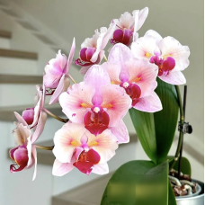 Phal. Cherry Blossom бабочка