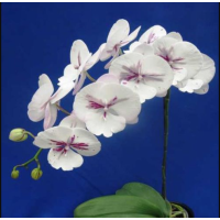 Phal. King Car Ink Painting биг лип Phal. King Car Ink Painting биг лип