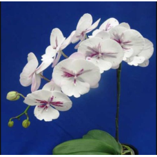 Phal. King Car Ink Painting биг лип