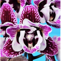 Phal. Alien peloric Phal. Alien peloric