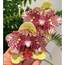 Phal. I-Hsin Spot Leopard 560 бабочка