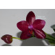 Бордовые орхидеи