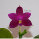 Фиолетовые орхидеи