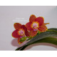 Оранжевые орхидеи 