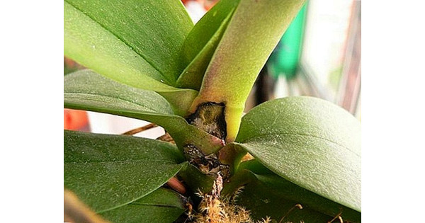 орхидея как лечить