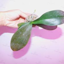 Обморожение листьев орхидеи